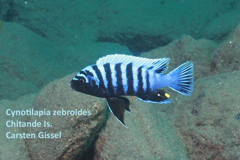 Cynotilapia zebroides 'Chitande Island'